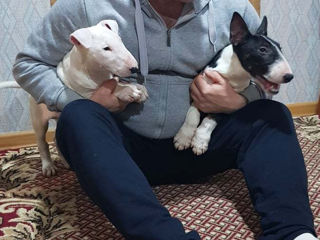 Bull Terrier Standart foto 3