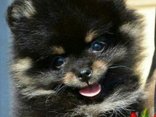 Pomeranian  померанский  шпиц foto 2