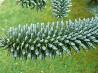 Пихта испанская (Abies pinsapo) foto 10