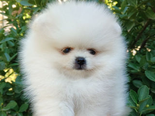 Pomeranian