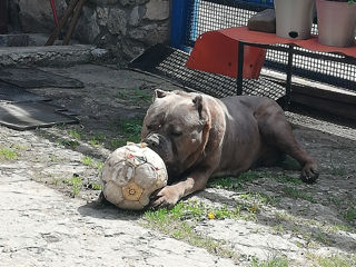 Вязка/Monta Cane Corso foto 3