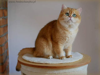 Самый шикарный кот из Европы!!! foto 4