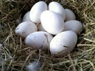 Продам гусиные и утиные яйца на инкубацию