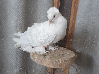 vând porumbei Cehi gușați, Pavlini Murâi, o femelă crețoasă franceză foto 5