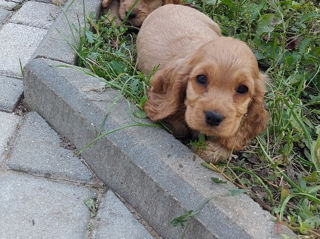 Cocker spaniel foto 6