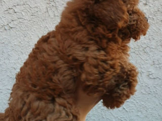 Toy poodle ( toy pudel) foto 3