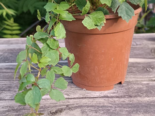 Vita japoneza (девичий виноград) foto 4