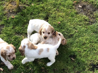 Cățeluși de Cocker Spaniel foto 3