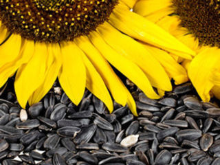 Compania cumpără Floarea Soarelui și porumb în cantități mari. foto 4
