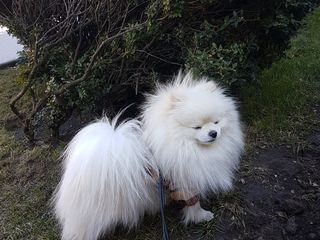 Pomeranian  spits împerechere foto 6