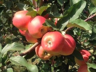 Яблоневый сад летних сортов 37,5 гектар foto 5