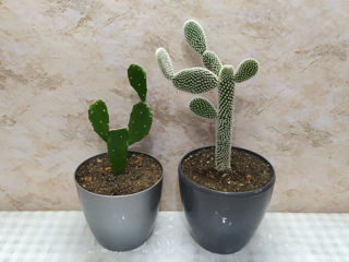 Cactus.Livrare. / Кактус. Доставка. foto 5