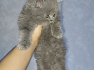 Pui de pisică Scottish fold/straight, născuţi pe 03.07.02024. foto 6