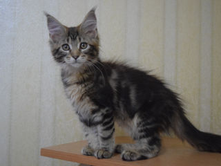 Main Coon fete si băieți foto 9