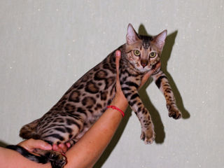 Bengal kitten.