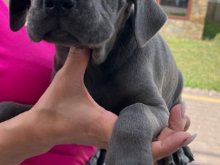 Cane Corso