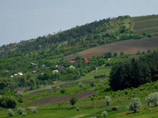 Sector linga padurea de pini,traseul Chisinau-Orhei. foto 1