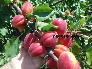 Pomi fructiferii, cais - Big red, Pin-kot  Farboli, Faralia, Sprin blush, Chiot foto 9