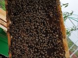Продам пчёл. 10 семей. foto 2