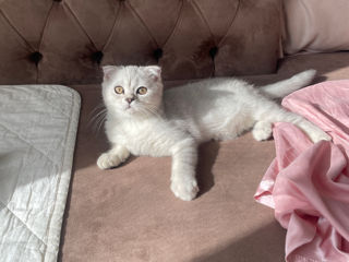 Scottish fold silver 3 luni foto 5