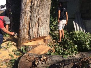 Taierea copacilor-indepartarea crengilor periculoase ,taierea lemnelor foto 8