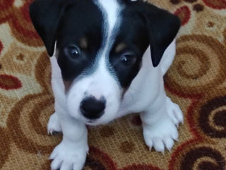 Vînd căței rasă Jack Russell Terrier !!! foto 1