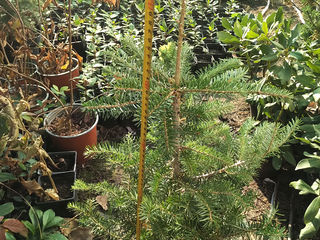 Пихта Нордмана (Abies nordmanniana) foto 2