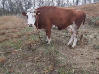 Vând vaca  sa fete in ianuarie foto 2