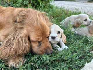 Coker spaniel foto 7