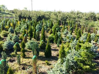 pepiniera. Plante decorative vesnic verzi si frunza cazatoare in com. Tohatin, mun. Chisinau.