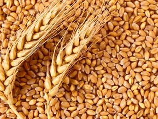 Продам пшеницу 50 тонн.