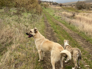 Kangal foto 5