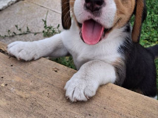 Vând cățeluși beagle