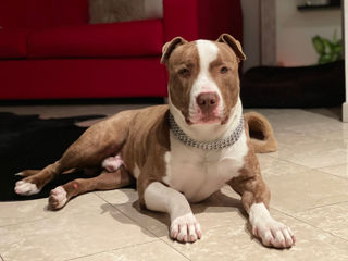 Se vând căței pitbull american red nos rasă pura. foto 7