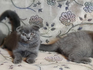 Scottish straight-Scottish fold Шотландские котята foto 2