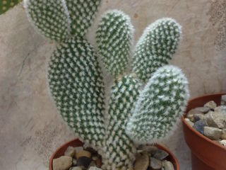 Cactusi / Кактусы. Цены от 50 лей. Доставка. foto 7