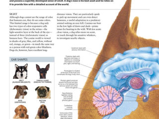 The Dog Encyclopedia: The Definitive Visual Guide (DK Pet Encyclopedias) foto 10