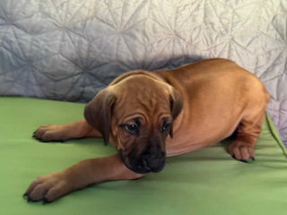Pui Rhodesian Ridgeback de vânzare foto 1