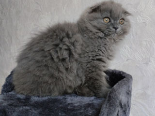 Motănel Scottish fold foto 2