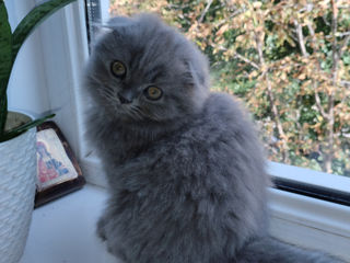 Котёнок Scottish fold.