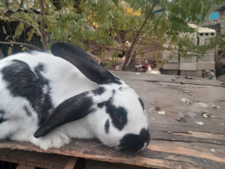 vindem iepuri femele masculi iepuruoaice  cu  iepuraș foto 2