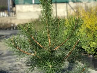 Pinus nigra foto 1