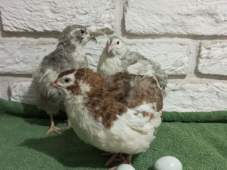 Oua Prepelita pentru incubat foto 5