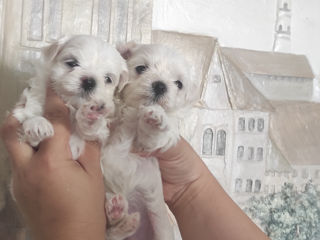 Bichon maltese cățeluși mini фото 7