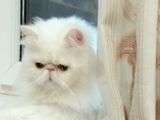 Красивый персидский кот(американские крови) приглашает девочку на вязку! foto 3