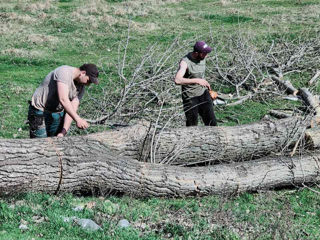 Curățarea copacilor de crengi uscate! foto 9