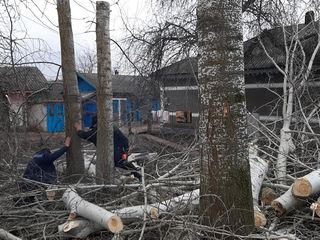 Tăierea copacilor înclinați sau deteriorați- cu masini si echipamente speciale .Calitatea garantată foto 7