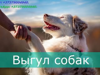 Городской сервис по выгулу собак, собака гуляка. Безопасный выгул собак. Viber WhatsApp Telegram. foto 2