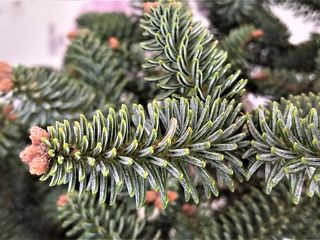 Пихта испанская (Abies pinsapo) foto 5