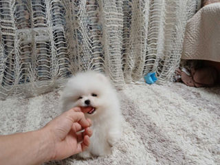 Spitz pomeranian(mini toy)